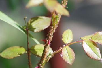 Levéltetvek tavaszi kártétele
