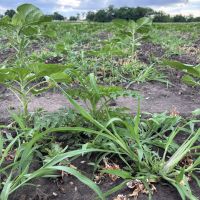 Napraforgó gyomszabályozása